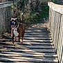 dog, brindle, wooden_bridge, outdoor, sunlight, grass, nature, pet, canine, happy, tongue_out, collar, walking, rustic, daytime, animal, smiling, tail_up, pathway, playful