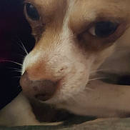 Duke is registered to the contest to win money with this photo: dog, close_up, face, nose, blanket, resting, fur, animal, pet, whiskers, brown, white, cozy, indoor, portrait, cute, sleepy, eyes, soft, snout