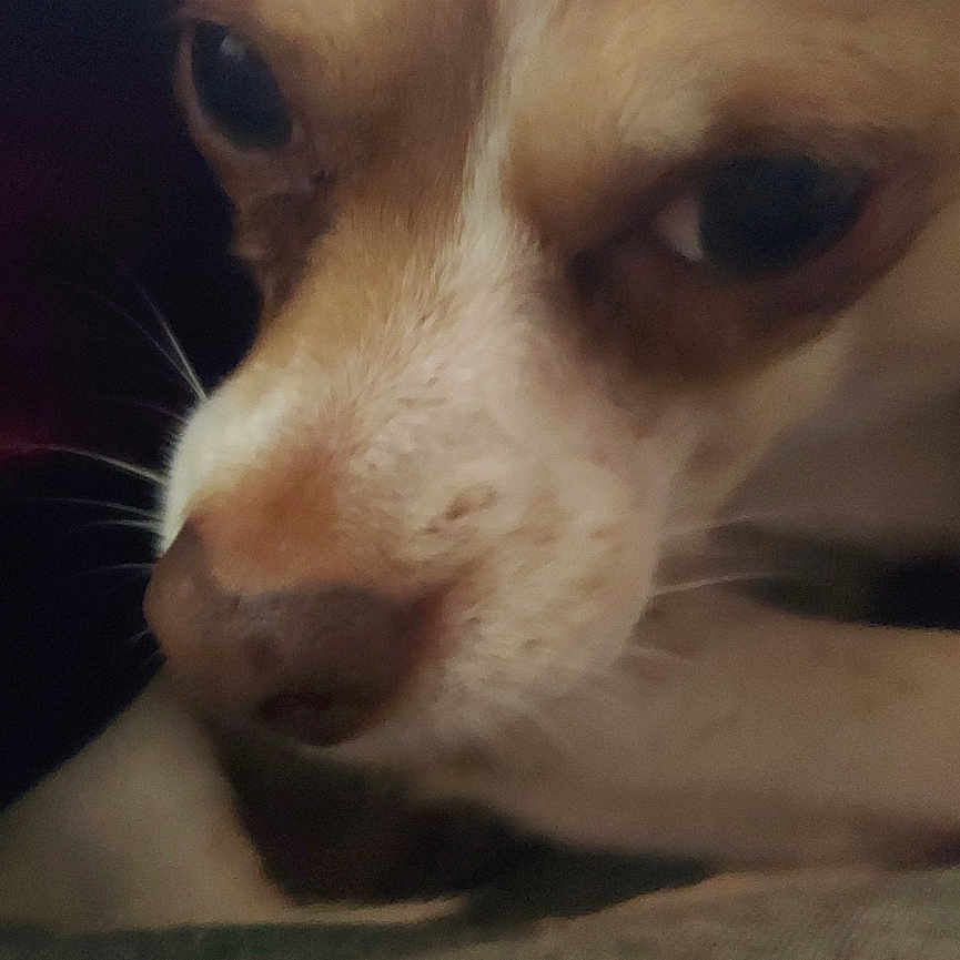 Duke is registered to the contest to win money with this photo: animal, blanket, brown, close_up, cozy, cute, dog, eyes, face, fur, indoor, nose, pet, portrait, resting, sleepy, snout, soft, whiskers, white
