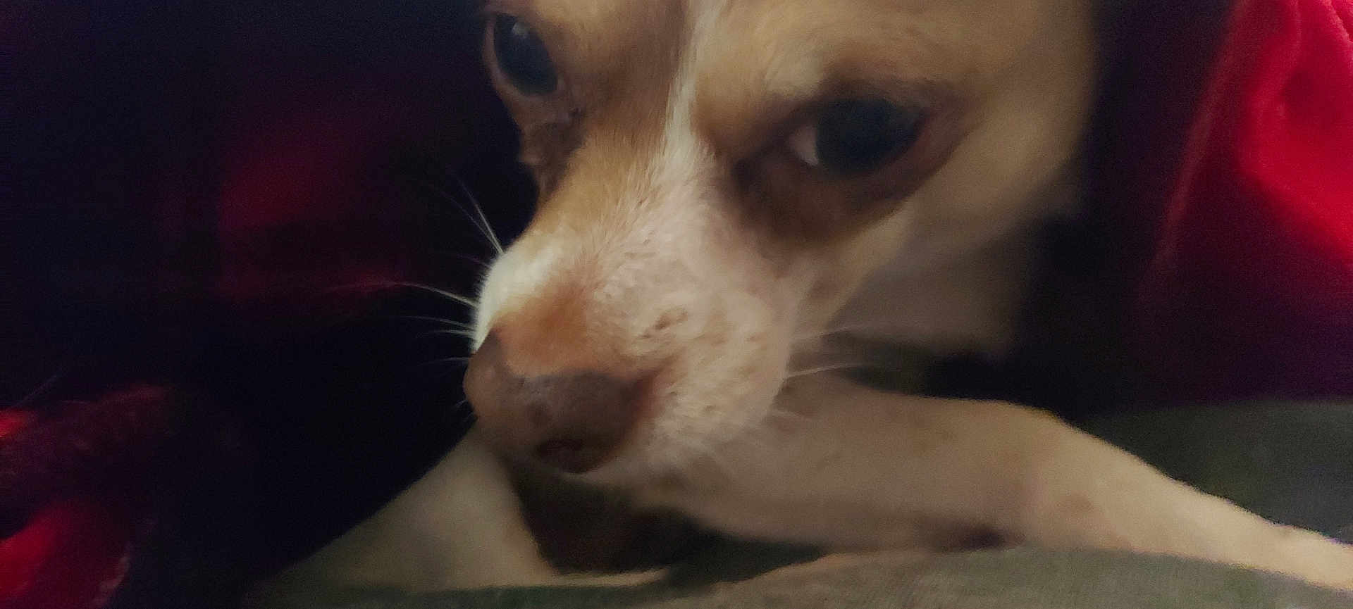 Duke is registered to the contest to win money with this photo: dog, close_up, face, nose, blanket, resting, fur, animal, pet, whiskers, brown, white, cozy, indoor, portrait, cute, sleepy, eyes, soft, snout
