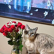 Mochi joined the competition — help win amazing prizes! animal, bouquet, cat, curious, decor, feline, flowers, glass, indoor, leaf, mason_jar, painting, pet, plant, roses, still_life, tabby, table, wall, water