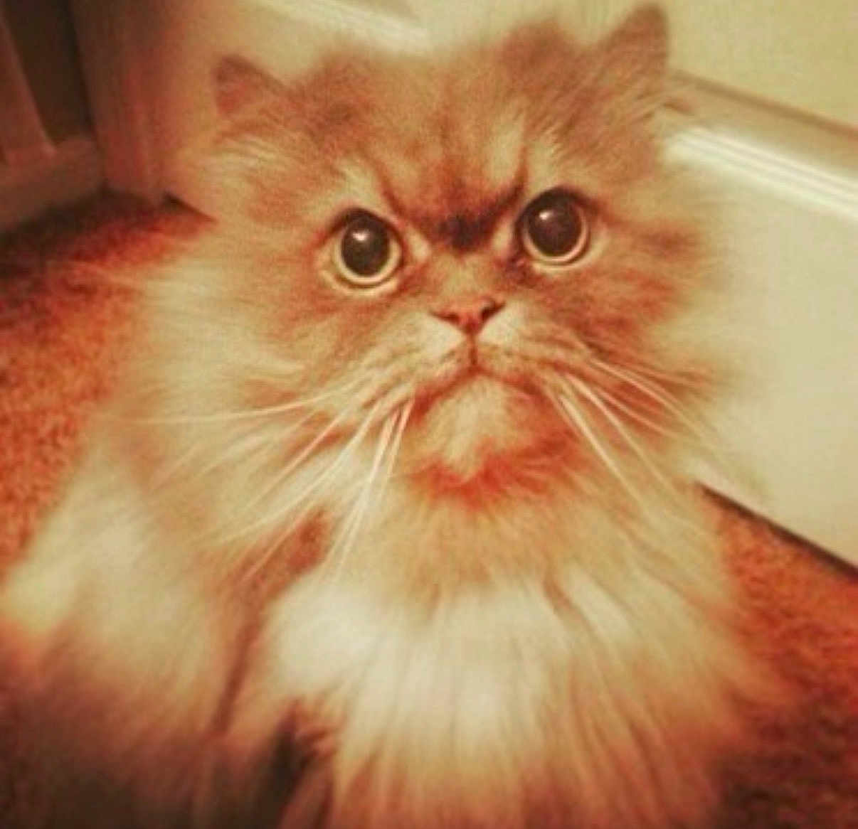 Fluffy is registered to the contest to win money with this photo: cat, fluffy, wide_eyes, carpet, indoor, feline, pet, whiskers, ears, fur, close_up, animal, cute, curious, portrait, domestic, mammal, face, sitting, home