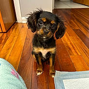 Benji joined the competition — help win amazing prizes! adorable, bathroom, blanket, dog, doorway, floor, fur, hardwood_floor, indoor, looking_up, paws, pet, puppy, puppy_eyes, puppy_pad, sitting, small_dog, tilt_head, tricolor, wooden_planks