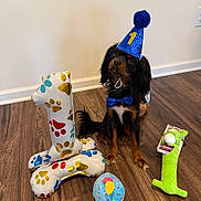 Benji is registered to the contest to win money with this photo: dog, party_hat, bow_tie, birthday, balloon, toy, wooden_floor, celebration, indoor, cute, pet, puppy, colorful, plush_toy, number_one, birthday_party, floor, decorations, sitting, animal