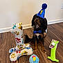 dog, party_hat, bow_tie, birthday, balloon, toy, wooden_floor, celebration, indoor, cute, pet, puppy, colorful, plush_toy, number_one, birthday_party, floor, decorations, sitting, animal