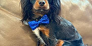Benji is registered to the contest to win money with this photo: dog, bow_tie, black_and_tan, couch, leather, pet, animal, sitting, portrait, cute, fur, ears, tail, paws, indoor, domestic_animal, companion, friendly, well_groomed, attentive