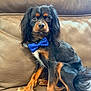 dog, bow_tie, black_and_tan, couch, leather, pet, animal, sitting, portrait, cute, fur, ears, tail, paws, indoor, domestic_animal, companion, friendly, well_groomed, attentive