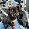 Benji is registered to the contest to win money with this photo: animal, black_fur, brown_fur, car, car_interior, closeup, cute, dashboard, dog, fur, indoor, jeans, lap, looking, pet, puppy, seat, sitting, small_dog, steering_wheel