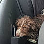 Aymy a rejoint le concours — aidez-le/la à gagner de superbes lots ! dog, wet, car_interior, door_handle, collar, window, looking, brown_fur, white_markings, close_up, seat, resting, indoor, animal, pet, sad, curious, furry, young_dog, travel