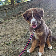 Aymy participe au concours pour gagner de l'argent avec cette photo : puppy, dog, leash, outdoor, dirt, tree, fence, grass, sunlight, happy, tongue_out, brown_fur, white_fur, sitting, nature, pet, young_dog, playful, canine, summer