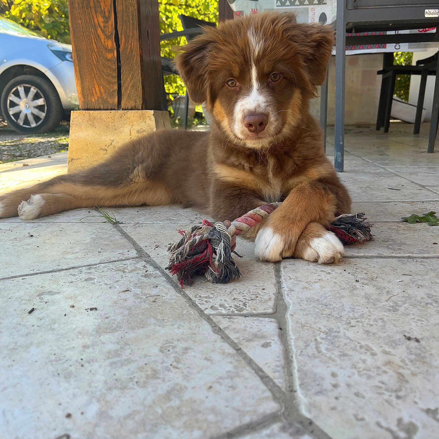 Aymy a rejoint le concours — aidez-le/la à gagner de superbes lots ! animal, brown_fur, canine, car, crossed_paws, dog, domestic_animal, greenery, outdoor, pet, playing, puppy, relaxed, rope_toy, shaded_area, sunlight, tile_floor, white_paws, wooden_pillar, young_dog