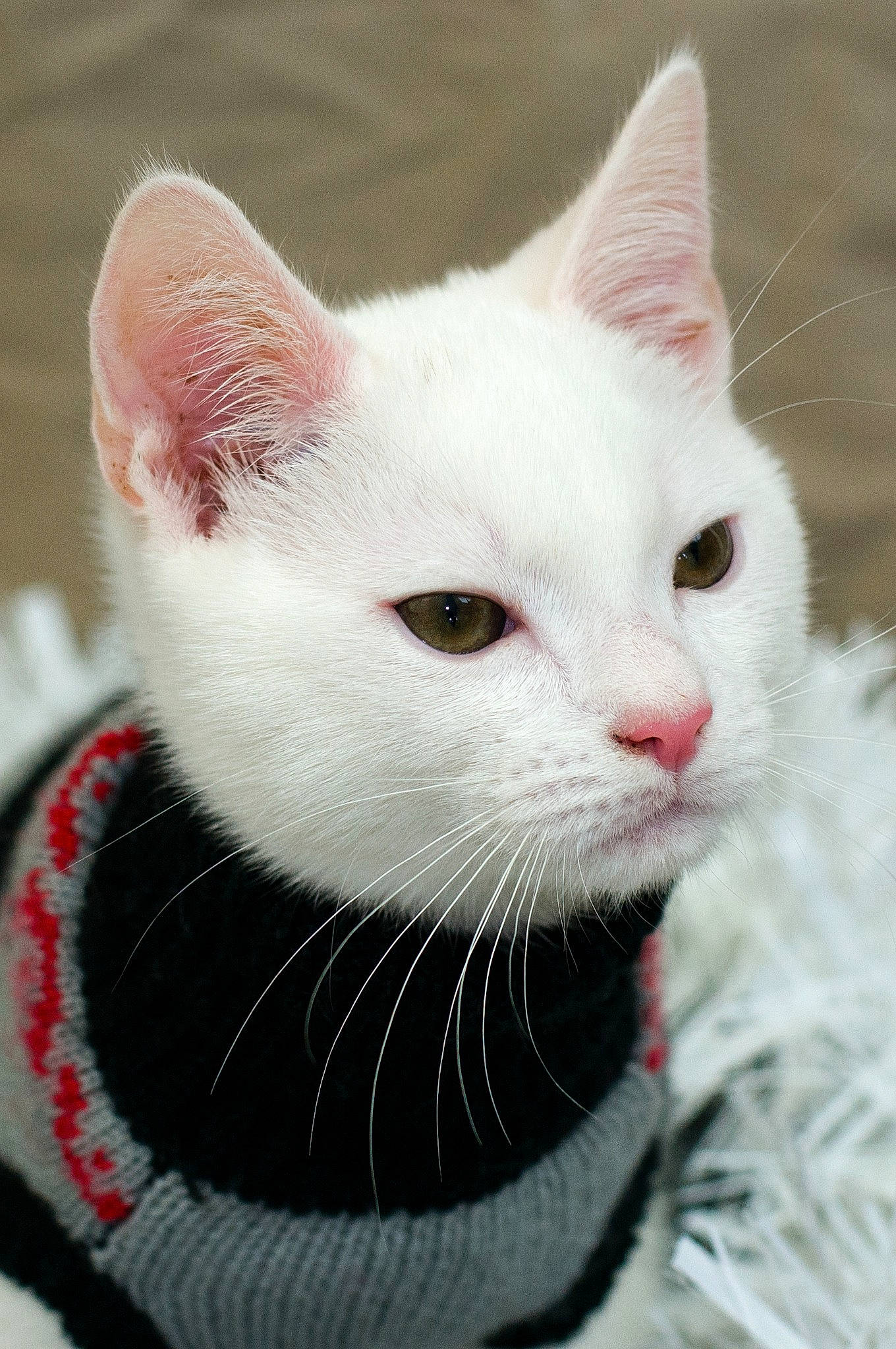 Ghost joined the competition — help win amazing prizes! carmine, carnivore, cat, close_up, felidae, fur, iris, khao_manee, organ, pink, small_to_medium_sized_cats, snout, vertebrate, whiskers, white, wool