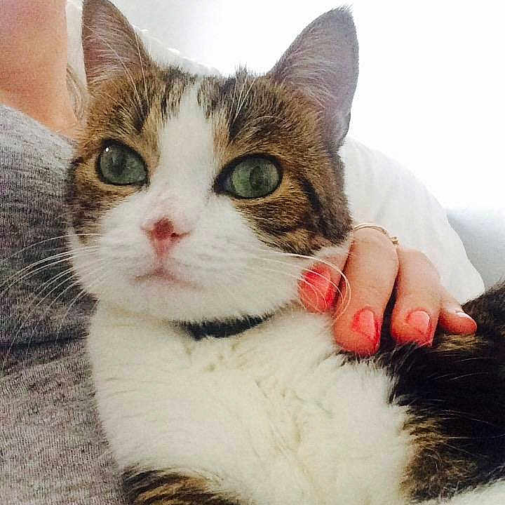 Javana