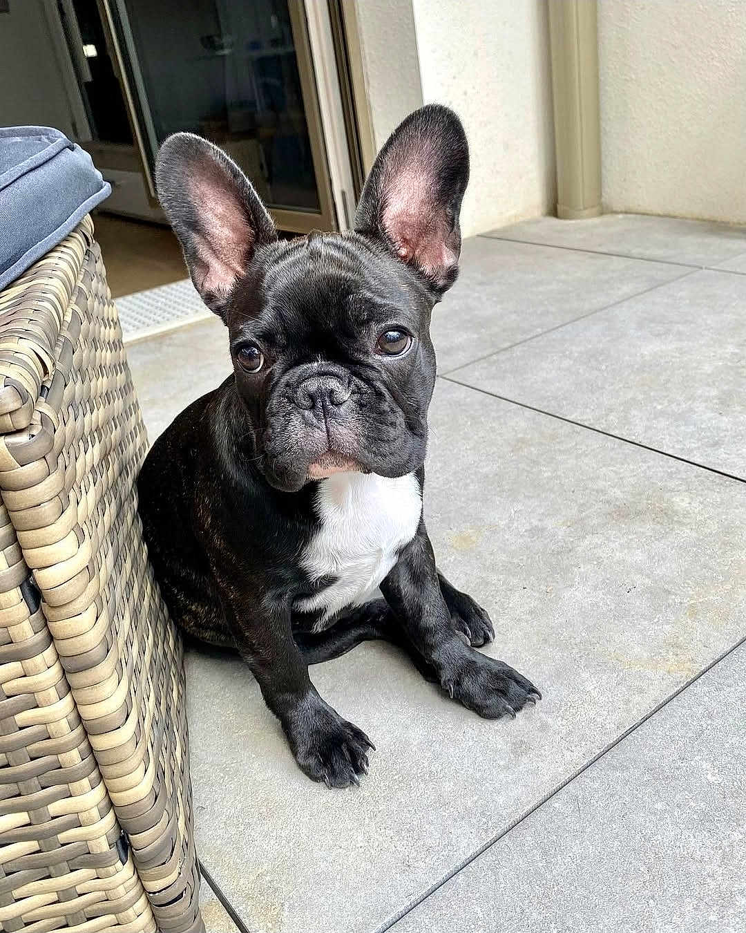 Jaïna a rejoint le concours — aidez-le/la à gagner de superbes lots ! adorable, animal, black_and_white, chair, companion, cute, dog, domestic, ears, floor, french_bulldog, fur, indoor, pet, portrait, puppy, sitting, tile, woven_chair, young