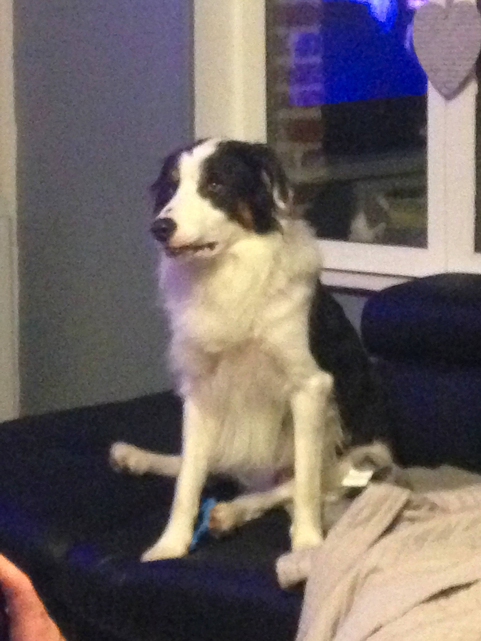 Ody participe au concours pour gagner de l'argent avec cette photo : canidae, carnivore, comfort, companion_dog, dog, dog_breed, fur, herding_dog, living_room, sporting_group, tornjak, working_animal, working_dog