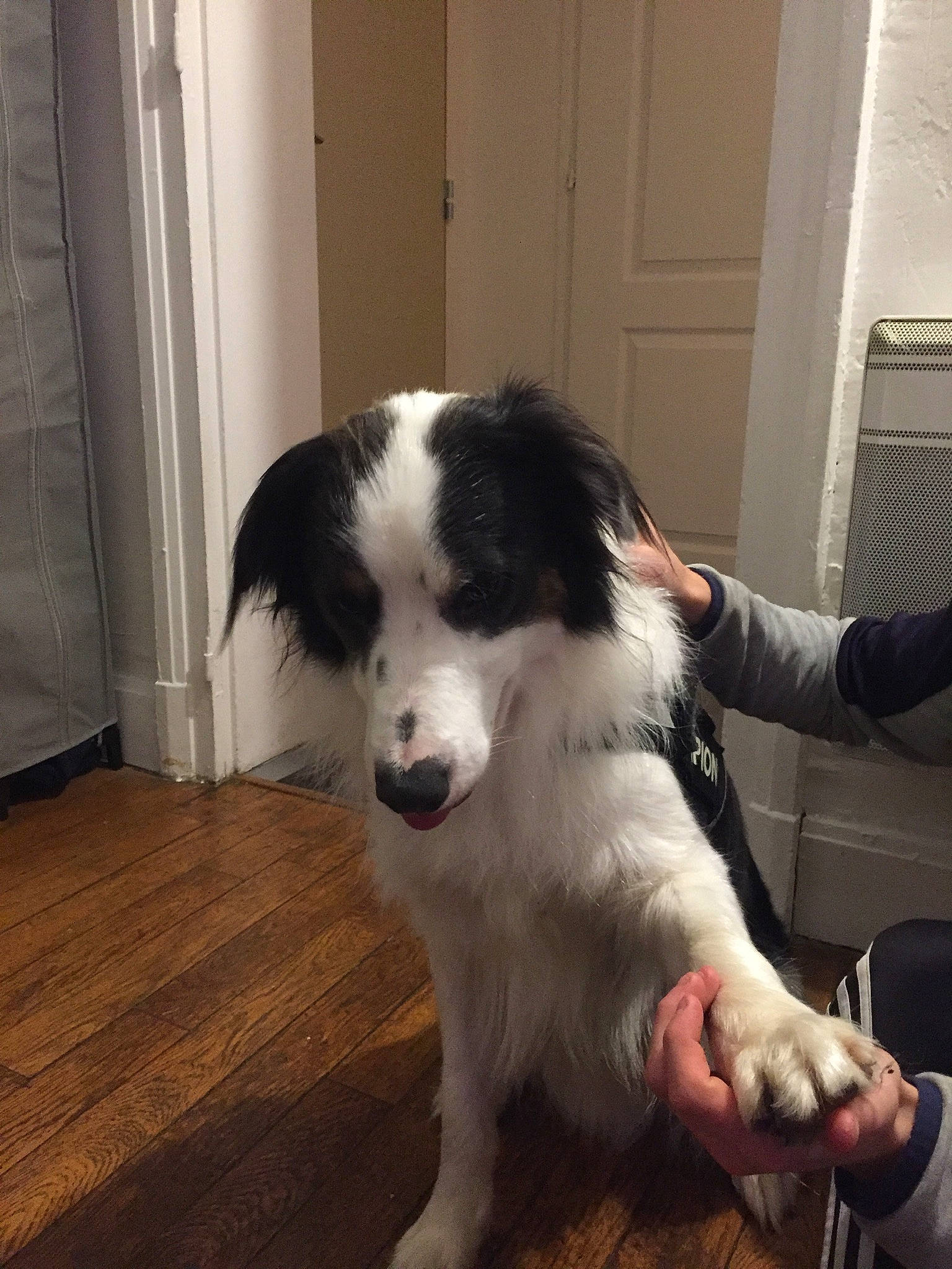 Ody a rejoint le concours — aidez-le/la à gagner de superbes lots ! border_collie, canidae, carnivore, companion_dog, dog, dog_breed, door, floor, flooring, fur, gun_dog, herding_dog, laminate_flooring, mammal, snout, sporting_group, vertebrate, wood_flooring, wood_stain, working_dog