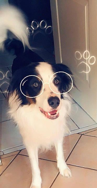 Ody participe au concours pour gagner de l'argent avec cette photo : canidae, carnivore, collar, companion_dog, dog, dog_breed, dog_collar, dog_supply, fur, laminate_flooring, pet_supply, snout, sporting_group, tongue, vertebrate, whiskers, working_animal