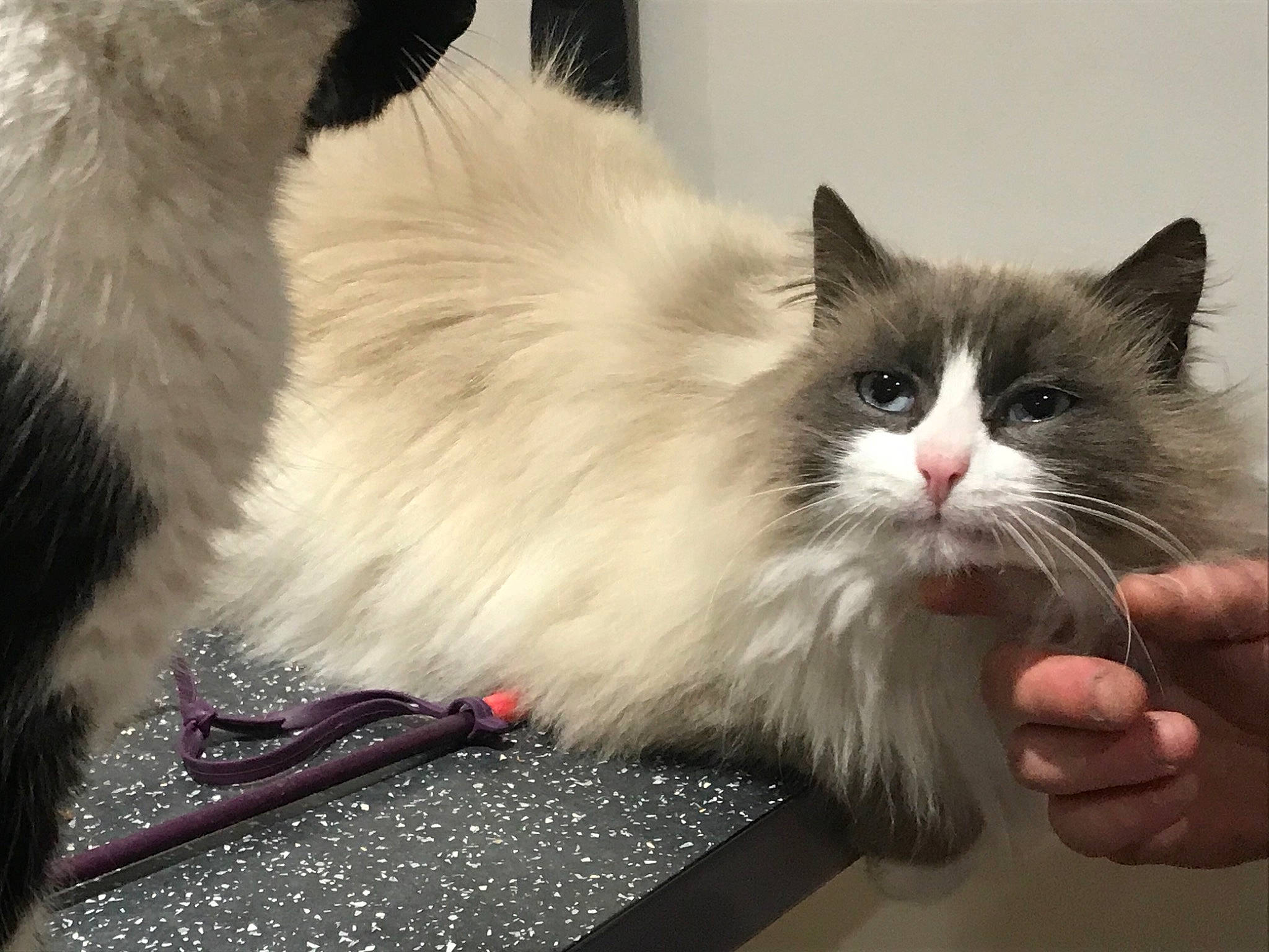 Maurice participe au concours pour gagner de l'argent avec cette photo : british_semi_longhair, carnivore, cat, domestic_long_haired_cat, felidae, fur, iris, mammal, natural_material, pet_supply, small_to_medium_sized_cats, snout, vertebrate, whiskers