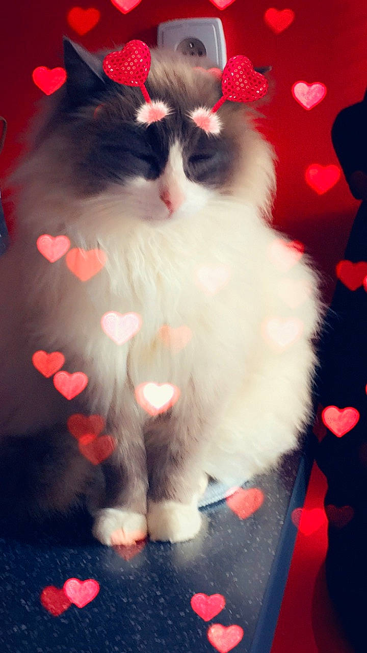 Maurice participe au concours pour gagner de l'argent avec cette photo : carmine, carnivore, cat, felidae, fur, love, red, small_to_medium_sized_cats, snout, whiskers