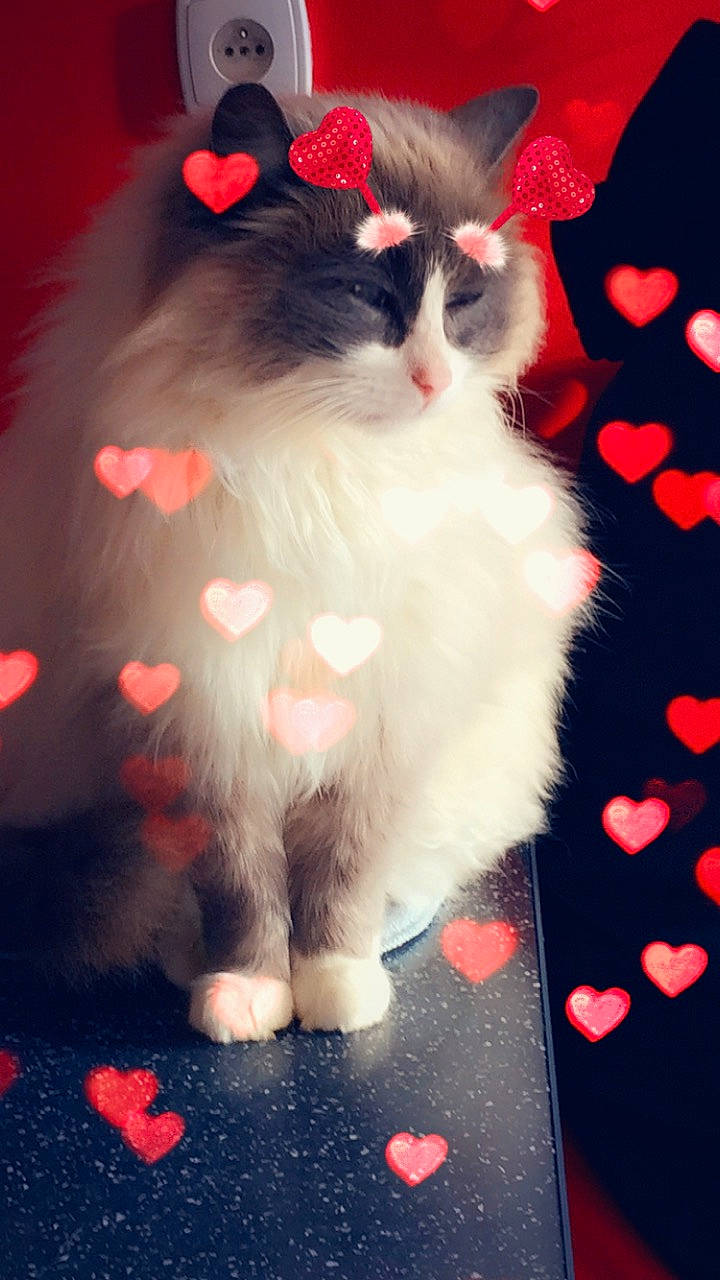 Maurice participe au concours pour gagner de l'argent avec cette photo : carmine, carnivore, cat, felidae, fur, paw, red, small_to_medium_sized_cats, snout, whiskers