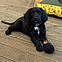 puppy, black_dog, toy, rope_toy, wooden_deck, pet, canine, collar, dog_bed, indoor, animal, cute, young_dog, fur, playful, laying_down, looking_at_camera, domestic_animal, pet_accessory, relaxed