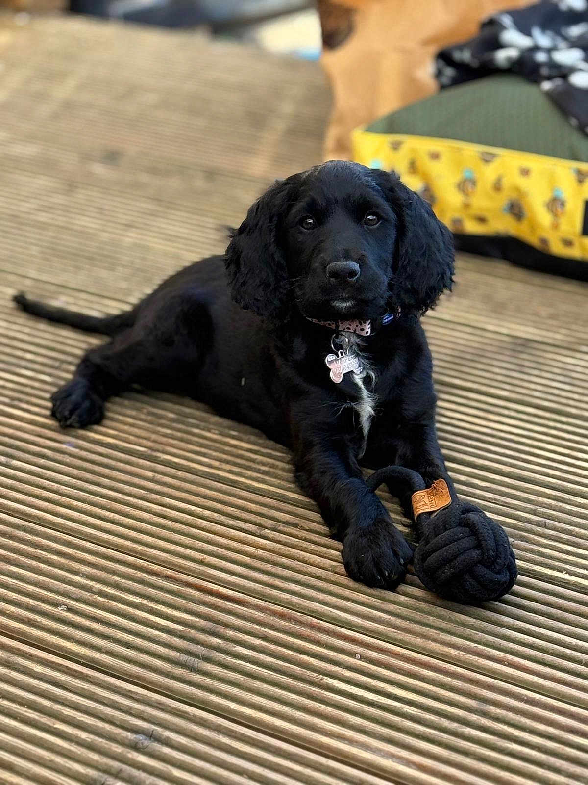 Harper-Belle