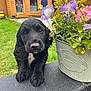 puppy, dog, black_dog, flower_pot, flowers, garden, green_grass, wooden_shed, person, outdoor, nature, plant, pet, cute, animal, portrait, fence, summer, closeup, young_dog
