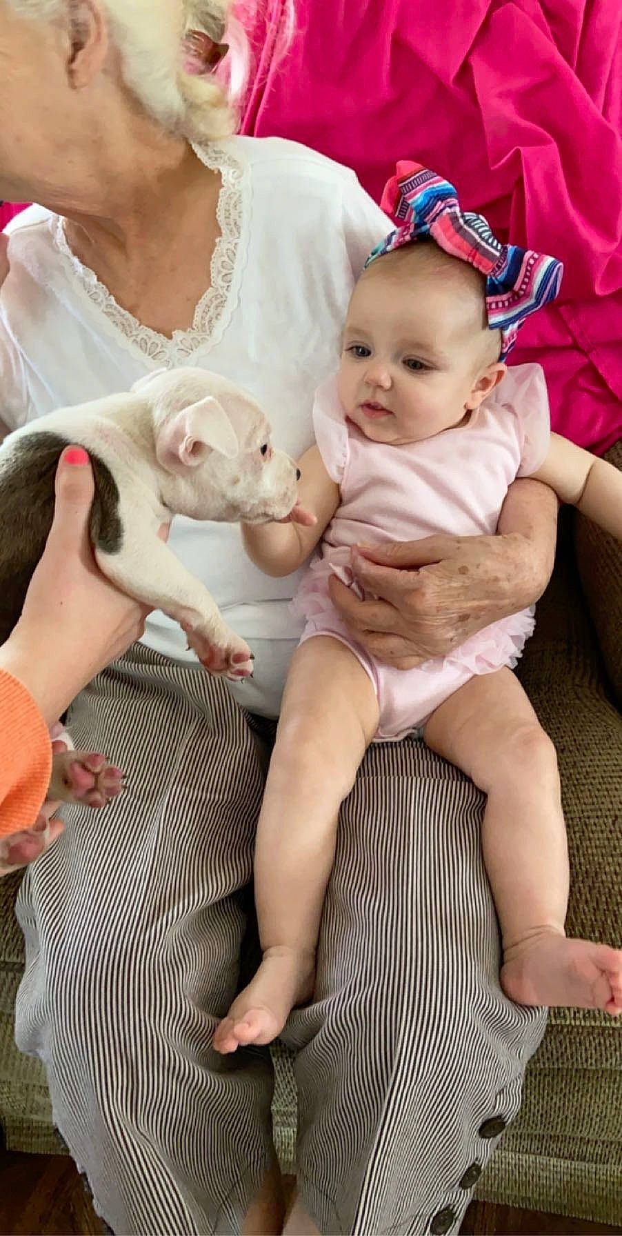 Kodi joined the competition — help win amazing prizes! baby, canidae, carnivore, cat, child, donskoy, fawn, felidae, person, small_to_medium_sized_cats, toddler