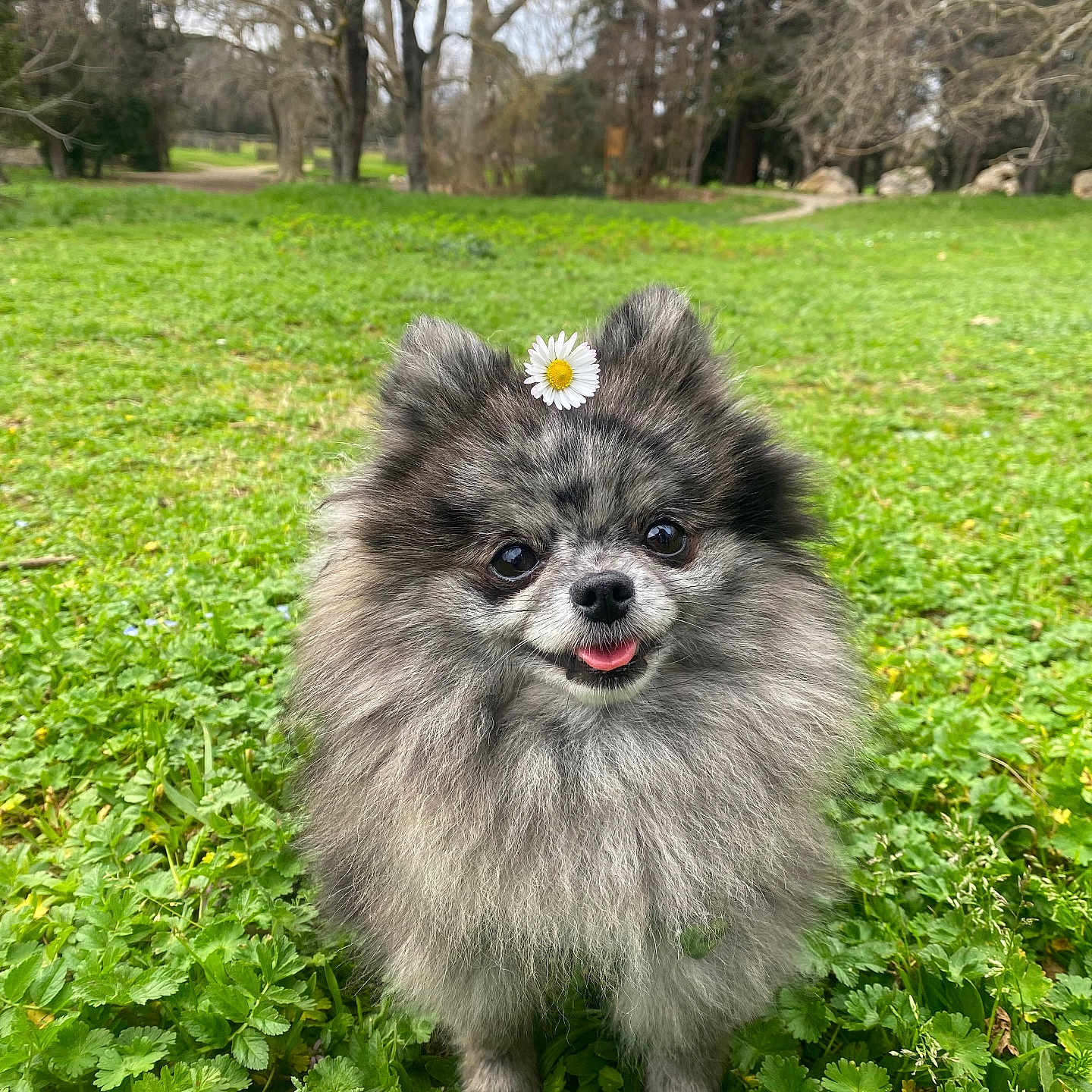 Nala a rejoint le concours — aidez-le/la à gagner de superbes lots ! animal, cute, daisy, dog, ears, face, flower, fluffy, fur, grass, greenery, happy, nature, outdoor, park, pet, pomeranian, small_dog, tongue_out, walking_path