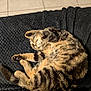 animal, black, blanket, cat, cozy, cute, feline, fur, indoor, paw, pet, relaxed, resting, sleeping, stretching, striped, sunlight, tabby, tail, whiskers