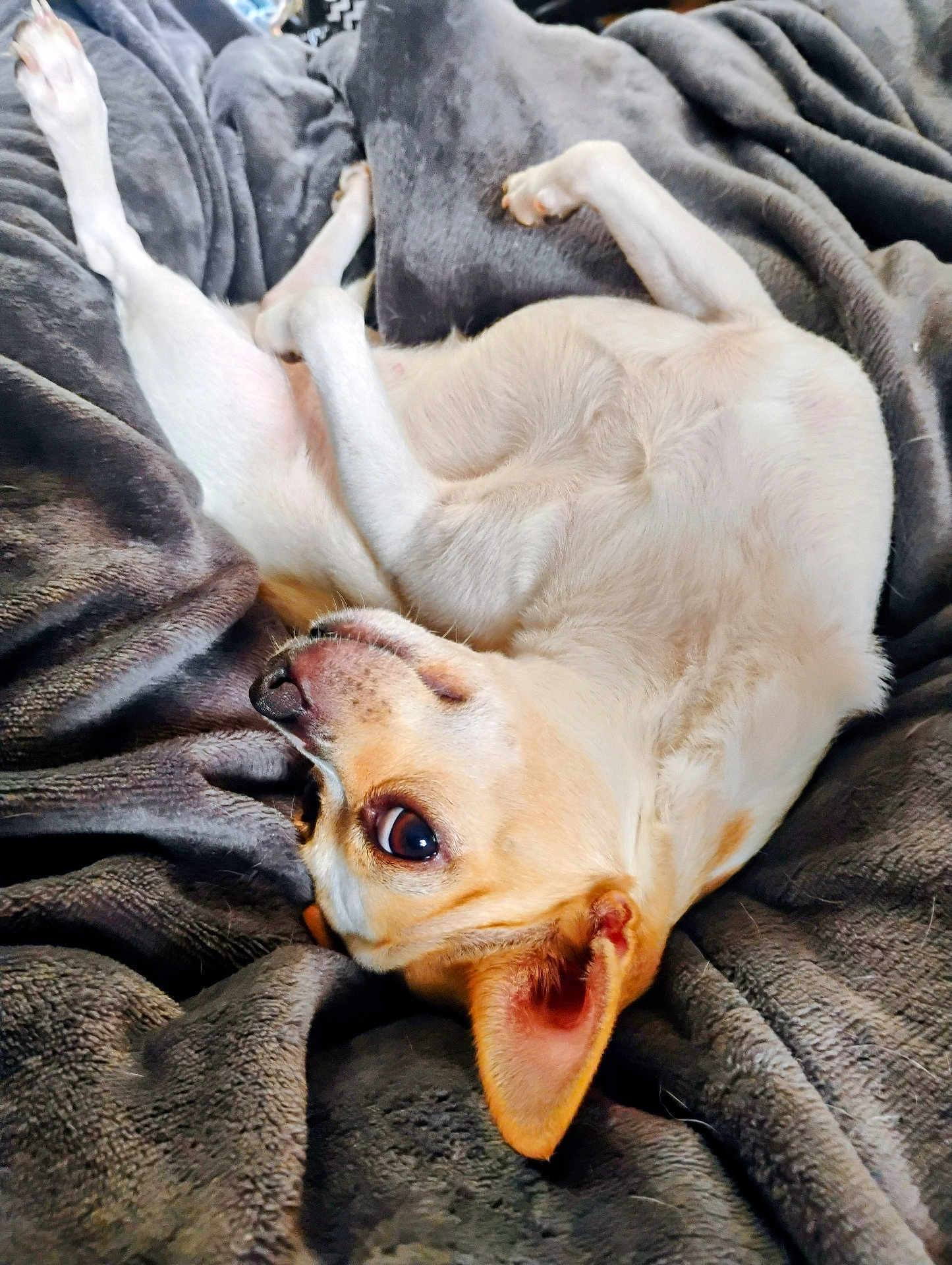 Drama is registered to the contest to win money with this photo: dog, small_dog, blanket, gray_blanket, lying_down, upside_down, ears, eyes, fur, pet, indoor, cozy, relaxed, cute, animal, mammal, sleepy, resting, companion, domestic_animal