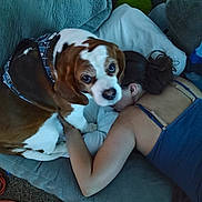 Jd joined the competition — help win amazing prizes! arm, blanket, brown_and_white, carpet, companion, couch, cozy, dog, face_down, furniture, hair, indoor, living_room, person, pet, pillow, relaxing, resting, sleeping, vest