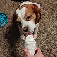 Jd joined the competition — help win amazing prizes! dog, pet, ice_cream, soft_serve, hand, carpet, indoor, licking, food, snack, brown_and_white, canine, tongue, cute, animal, treat, floor, playful, close_up, domestic
