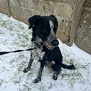 Rox a rejoint le concours — aidez-le/la à gagner de superbes lots ! dog, snow, leash, grass, wall, outdoor, black_and_white, pet, sitting, canine, winter, animal, fur, collar, side_view, nature, playful, daylight, weathered_wall, ground