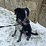 dog, snow, leash, grass, wall, outdoor, black_and_white, pet, sitting, canine, winter, animal, fur, collar, side_view, nature, playful, daylight, weathered_wall, ground