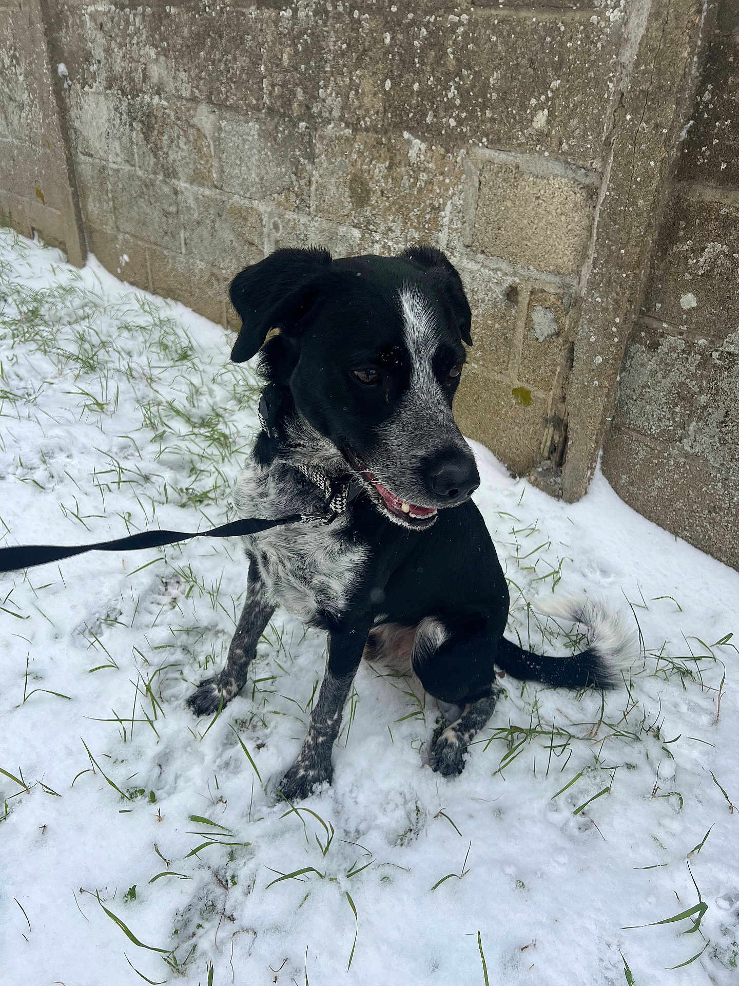 Rox a rejoint le concours — aidez-le/la à gagner de superbes lots ! dog, snow, leash, grass, wall, outdoor, black_and_white, pet, sitting, canine, winter, animal, fur, collar, side_view, nature, playful, daylight, weathered_wall, ground