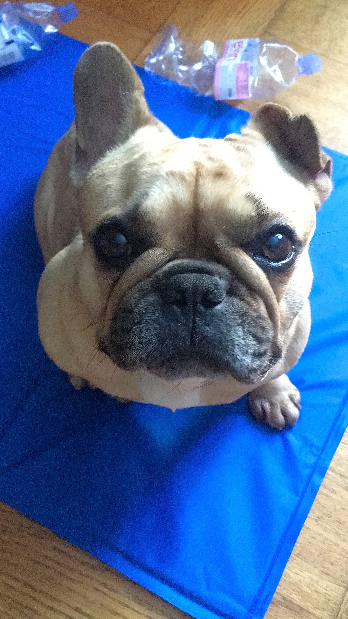 Gioia a rejoint le concours — aidez-le/la à gagner de superbes lots ! australian_bulldog, british_bulldogs, bulldog, canidae, carnivore, companion_dog, dog, dog_breed, eye, french_bulldog, mammal, non_sporting_group, nose, old_english_bulldog, olde_english_bulldogge, skin, snout, toy_bulldog, vertebrate, wrinkle