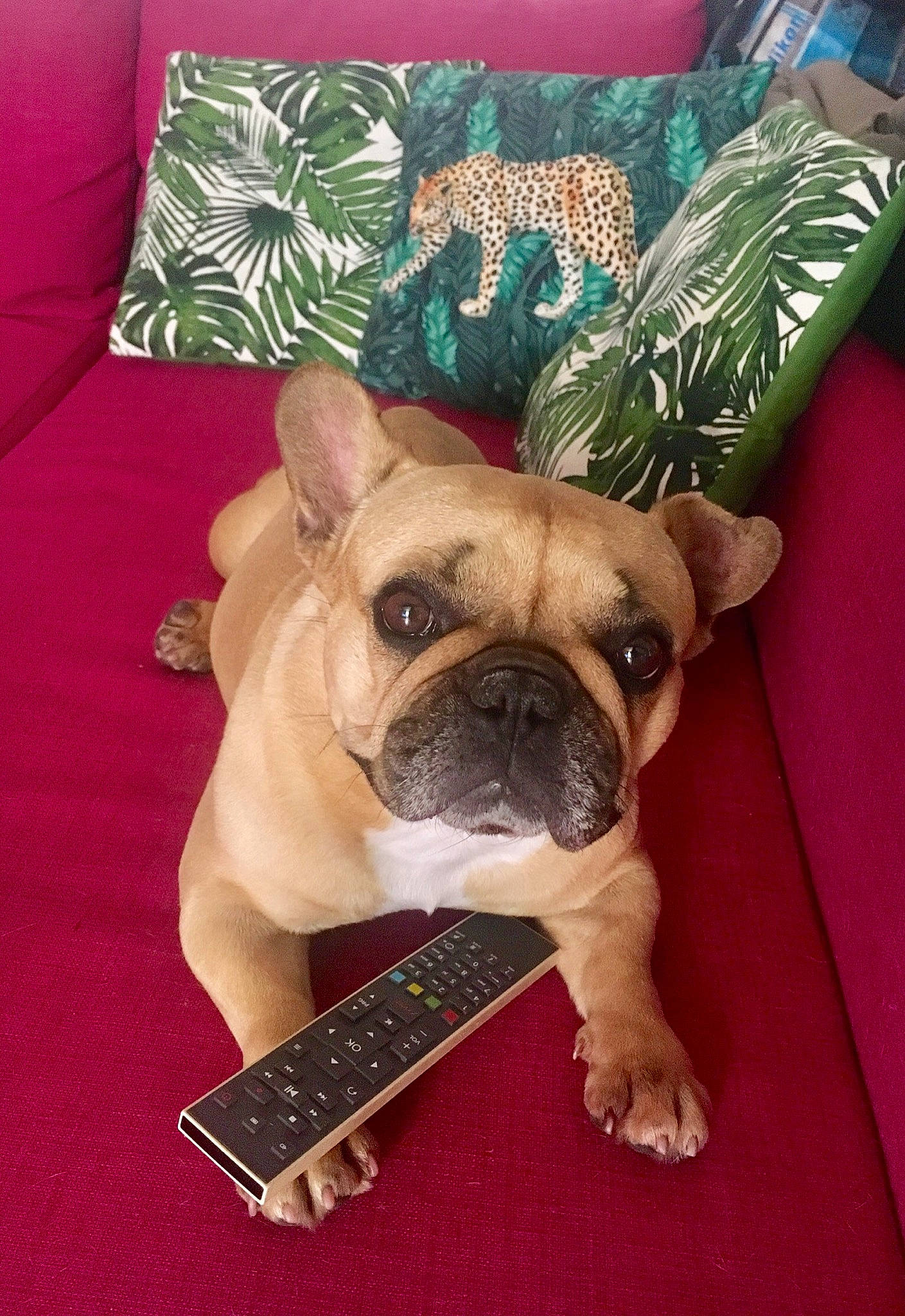 Gioia a rejoint le concours — aidez-le/la à gagner de superbes lots ! british_bulldogs, bulldog, canidae, carnivore, companion_dog, dog, dog_breed, fawn, french_bulldog, mammal, molosser, non_sporting_group, old_english_bulldog, pug, puppy, snout, toy_bulldog