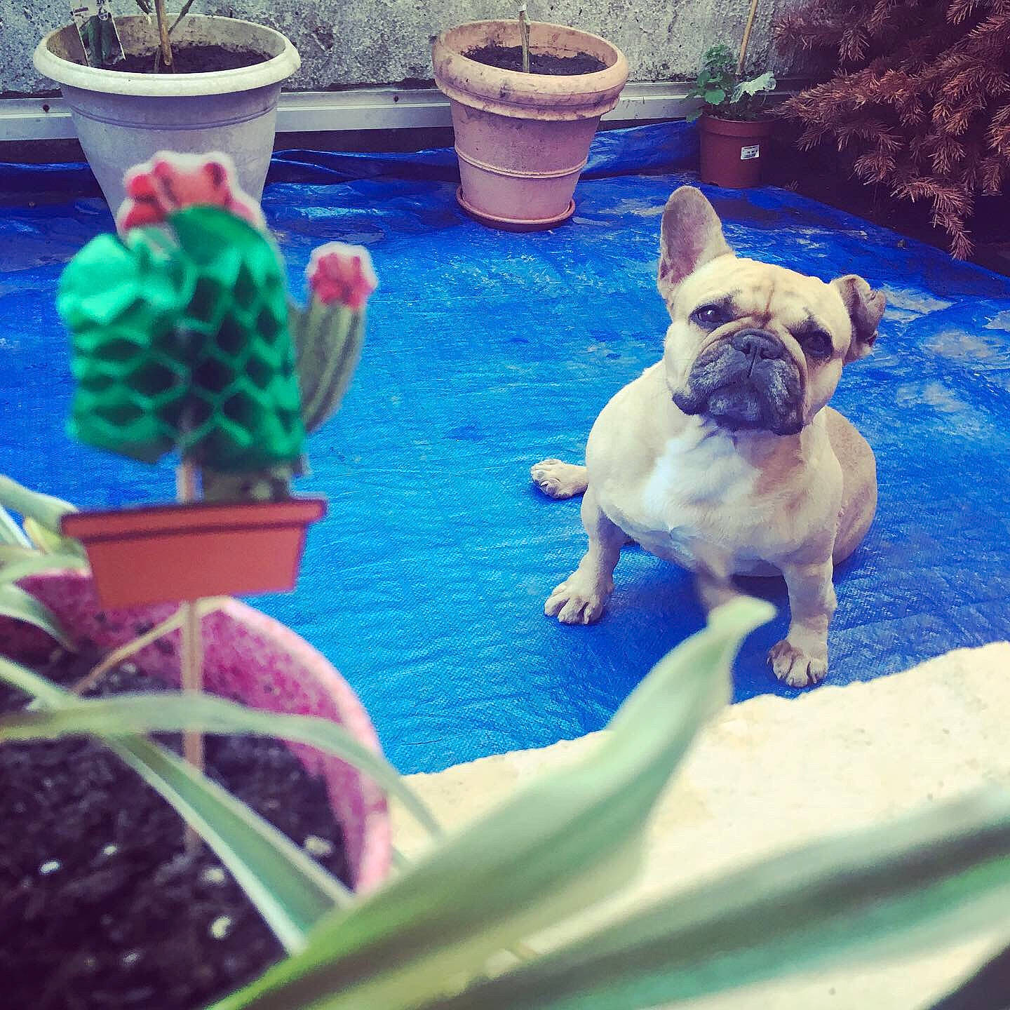 Gioia a rejoint le concours — aidez-le/la à gagner de superbes lots ! bulldog, canidae, carnivore, companion_dog, dog, dog_breed, fawn, french_bulldog, grass, non_sporting_group, plant, pug, puppy, sky, toy_dog