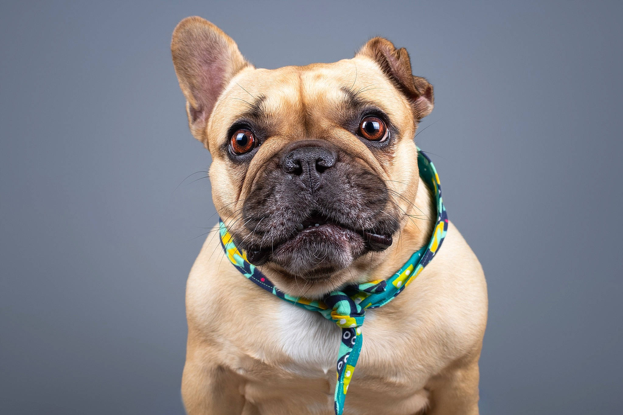 Gioia a rejoint le concours — aidez-le/la à gagner de superbes lots ! ancient_dog_breeds, bulldog, canidae, carnivore, collar, companion_dog, dog, dog_breed, dog_collar, fawn, french_bulldog, mammal, non_sporting_group, pug, snout, toy_bulldog, valley_bulldog, vertebrate