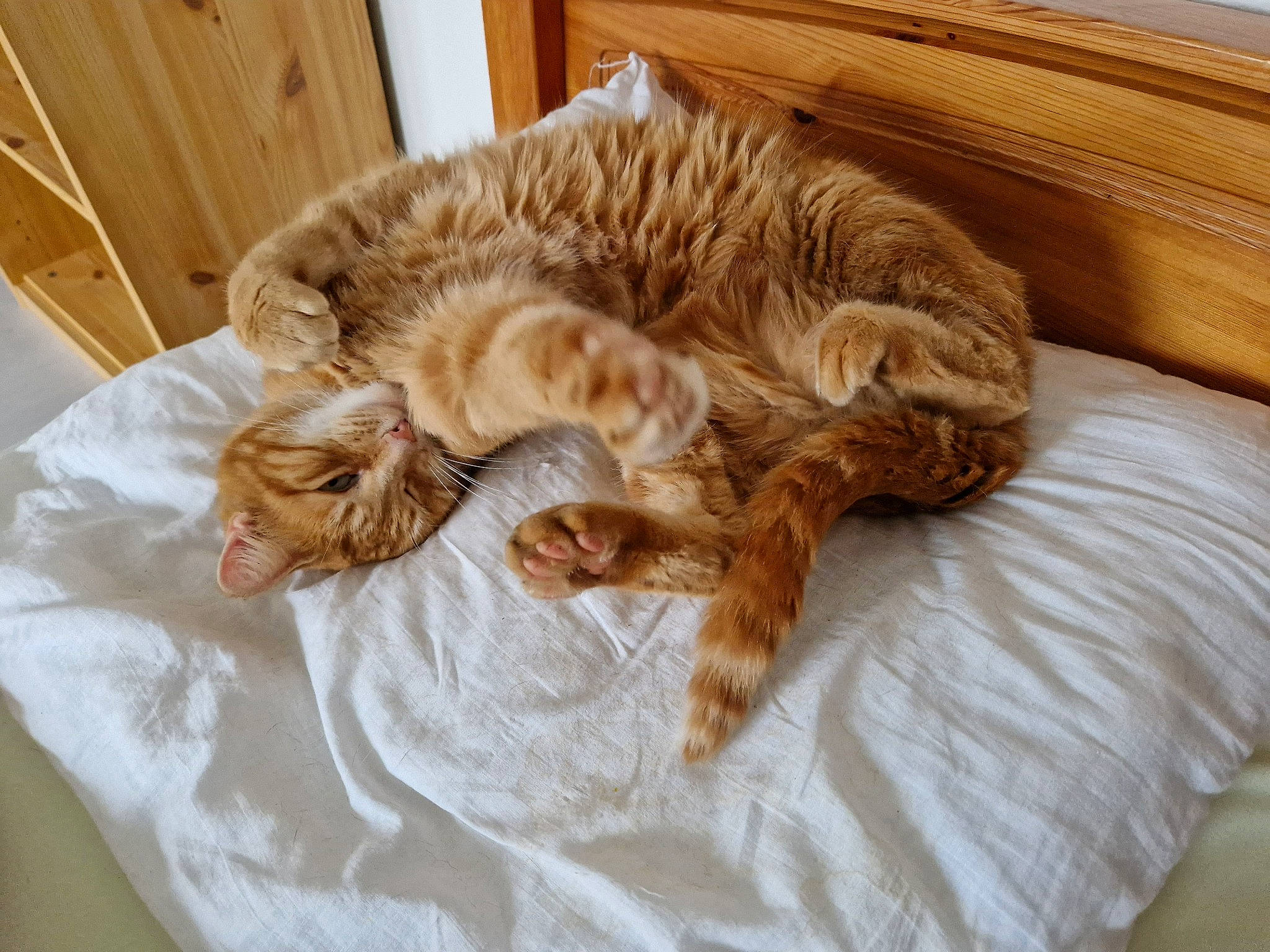Timothee participe au concours pour gagner de l'argent avec cette photo : bed, carnivore, cat, cat_bed, claw, comfort, domestic_short_haired_cat, fawn, felidae, fur, hardwood, linens, nap, paw, small_to_medium_sized_cats, tail, vehicle, whiskers, wood, wood_stain