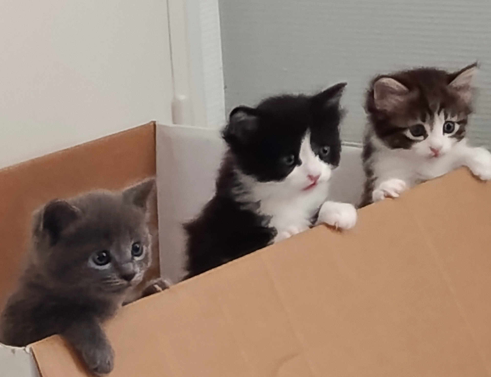 Azrael participe au concours pour gagner de l'argent avec cette photo : kitten, cat, cardboard_box, indoor, curious, feline, pets, animal, cute, small, fur, whiskers, playful, young, domestic_animal, three, eyes, head, paws, sitting