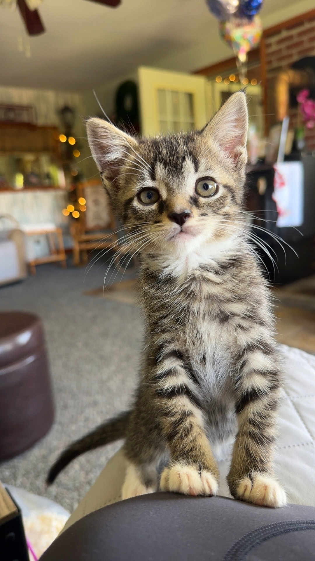Oakley joined the competition — help win amazing prizes! kitten, cat, tabby, pet, animal, cute, indoor, feline, young, curious, whiskers, ears, paw, fur, living_room, cozy, home, soft_light, portrait, closeup