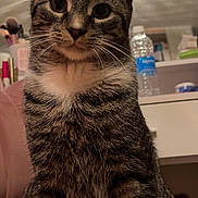 Oakley is registered to the contest to win money with this photo: cat, tabby_cat, indoor, pet, feline, animal, sitting, curious, closeup, vanity, mirror, makeup_brushes, water_bottle, pink_surface, whiskers, fur, eyes, paws, light, halo_effect