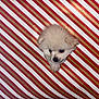 puppy, dog, white, fluffy, wrapping_paper, red, gold, striped, cute, small, pet, animal, holiday, gift, hole, peeking, face, background, indoor, present