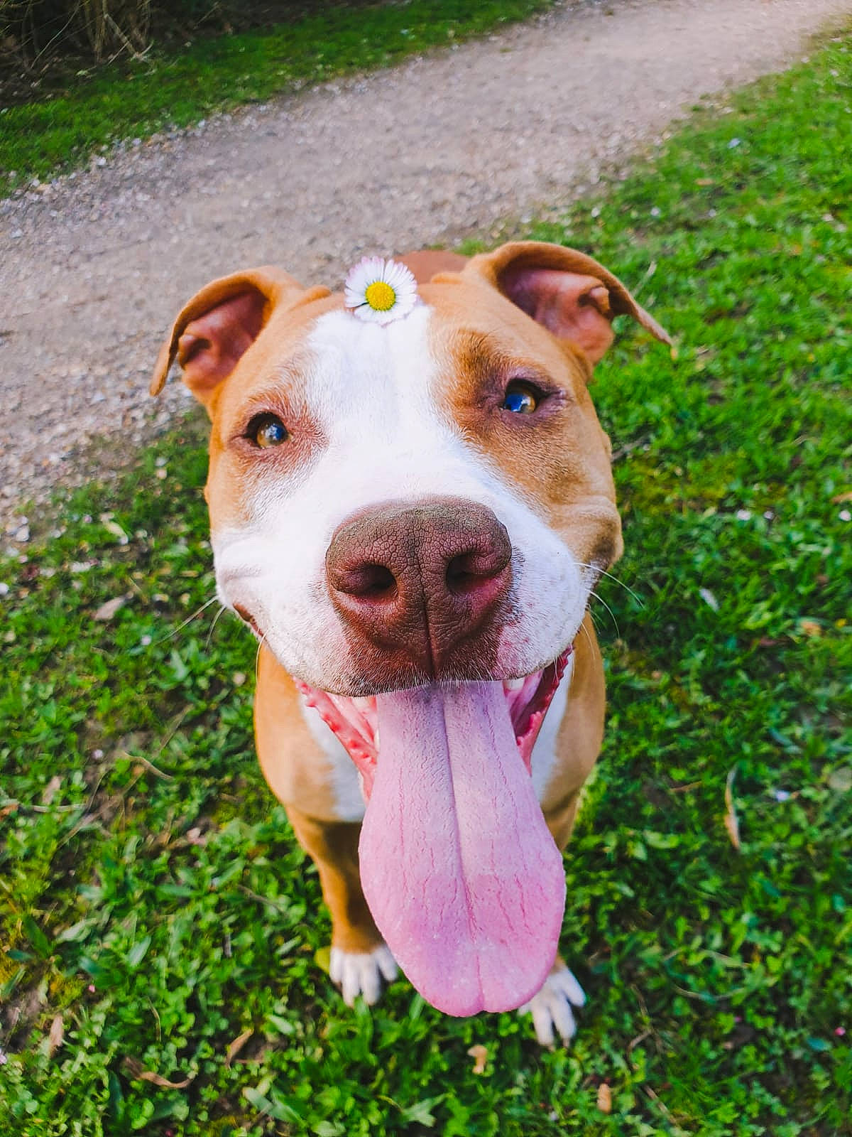 Izi a rejoint le concours — aidez-le/la à gagner de superbes lots ! american_pit_bull_terrier, american_staffordshire_terrier, canidae, carnivore, companion_dog, dog, dog_breed, fawn, grass, mammal, non_sporting_group, nose, pit_bull, snout, sporting_group, terrier, vertebrate