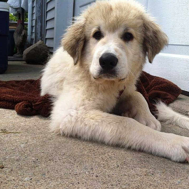 Jax
