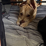 Remi is registered to the contest to win money with this photo: animal, bed, bedding, bedroom, blanket, canine, cozy, cute, dog, ears, fur, furniture, home, indoor, looking_up, paws, pet, resting, striped, tan_dog