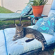 Pinky joined the competition — help win amazing prizes! aloe_vera, animal, backyard, cat, cushion, furniture, garden, grass, lounge_chair, nature, outdoor, patio, pillow, potted_plant, relaxed, resting, striped, sunlight, tabby_cat, wall
