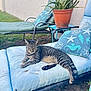 aloe_vera, animal, backyard, cat, cushion, furniture, garden, grass, lounge_chair, nature, outdoor, patio, pillow, potted_plant, relaxed, resting, striped, sunlight, tabby_cat, wall